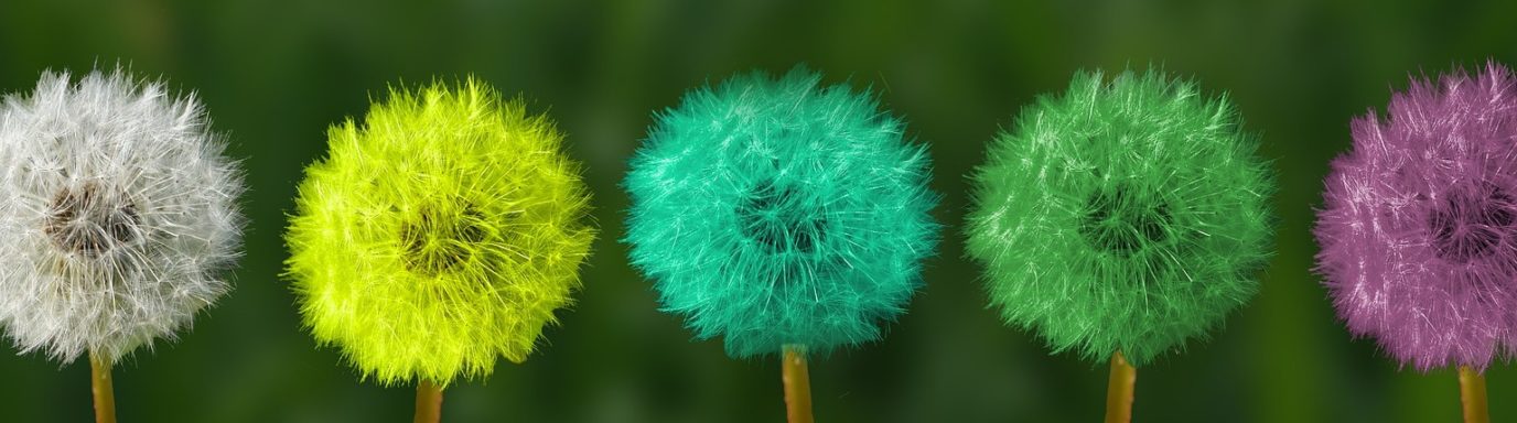 A line of plants with a diverse range of colours