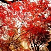 An upwards view of autumnal trees with buildings in the background