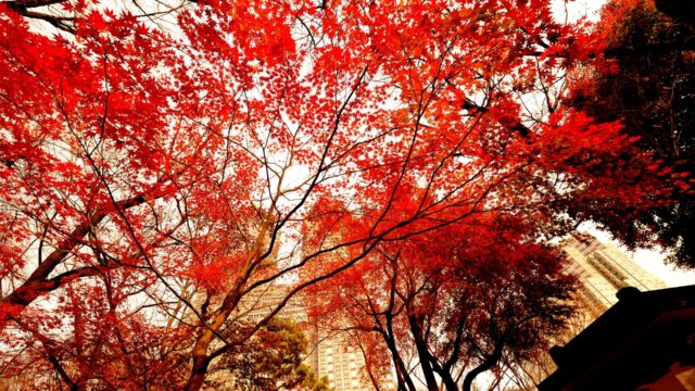 Employment Law Update – October 2019