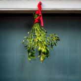 A bunch of mistletoe hanging above a door