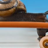 A Snail riding a skateboard
