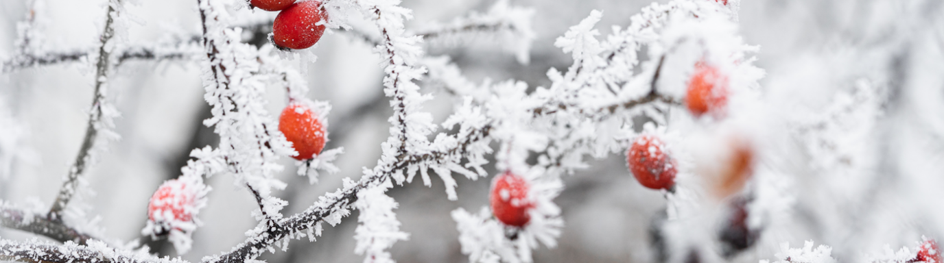 Dealing with Winter, and the HR & Legal Issues around Colds, Bad Weather and Annual Leave Requests