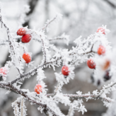 Dealing with Winter, and the HR & Legal Issues around Colds, Bad Weather and Annual Leave Requests