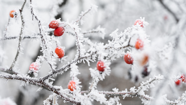 Dealing with Winter, and the HR & Legal Issues around Colds, Bad Weather and Annual Leave Requests